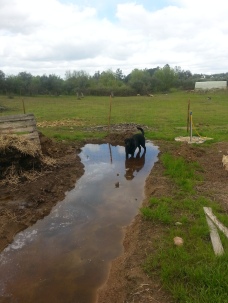 preparing a new garden bed, biggie used it as a pool during the rainy days